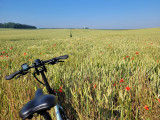 coquelicots-dimitrididier-5574