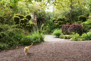chaton-aux-jardins-de-sericourt-matthieu-bequart-5439